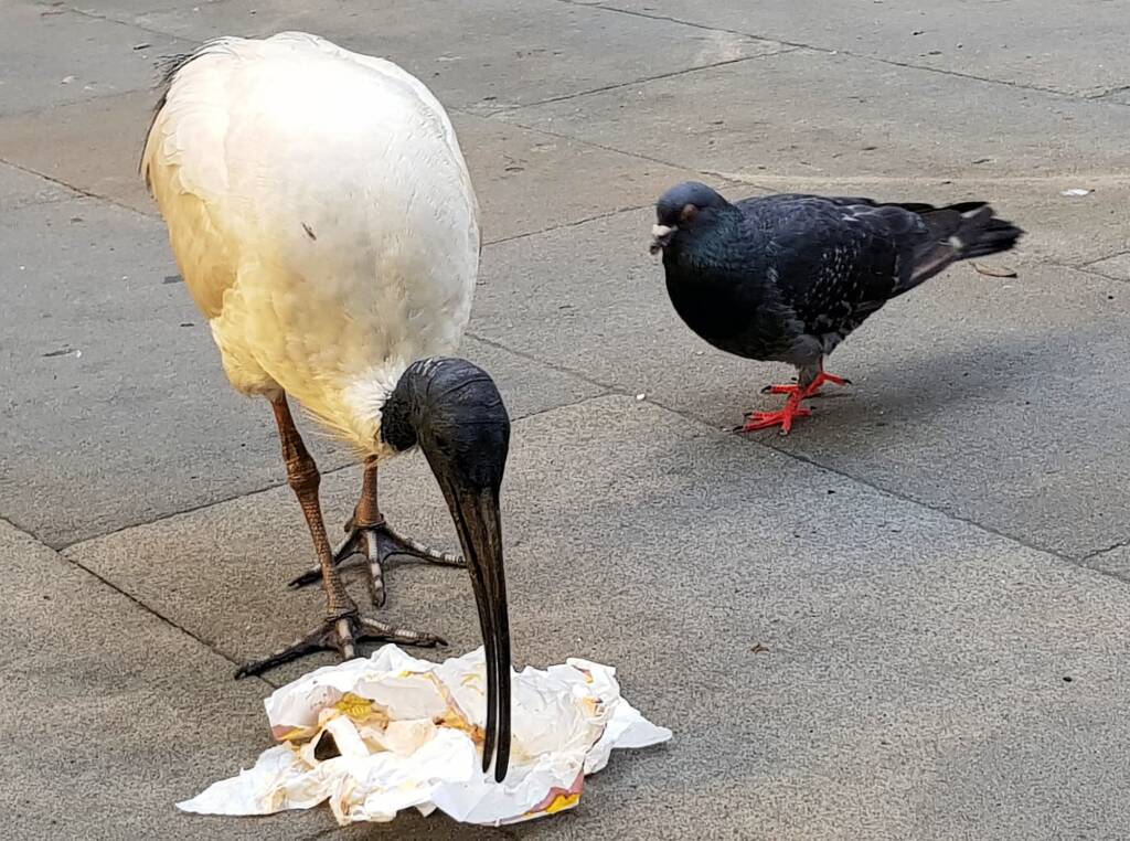 Australian White Ibis (Threskiornis molucca) and Rock Dove (Columba livia), Sydney NSW
