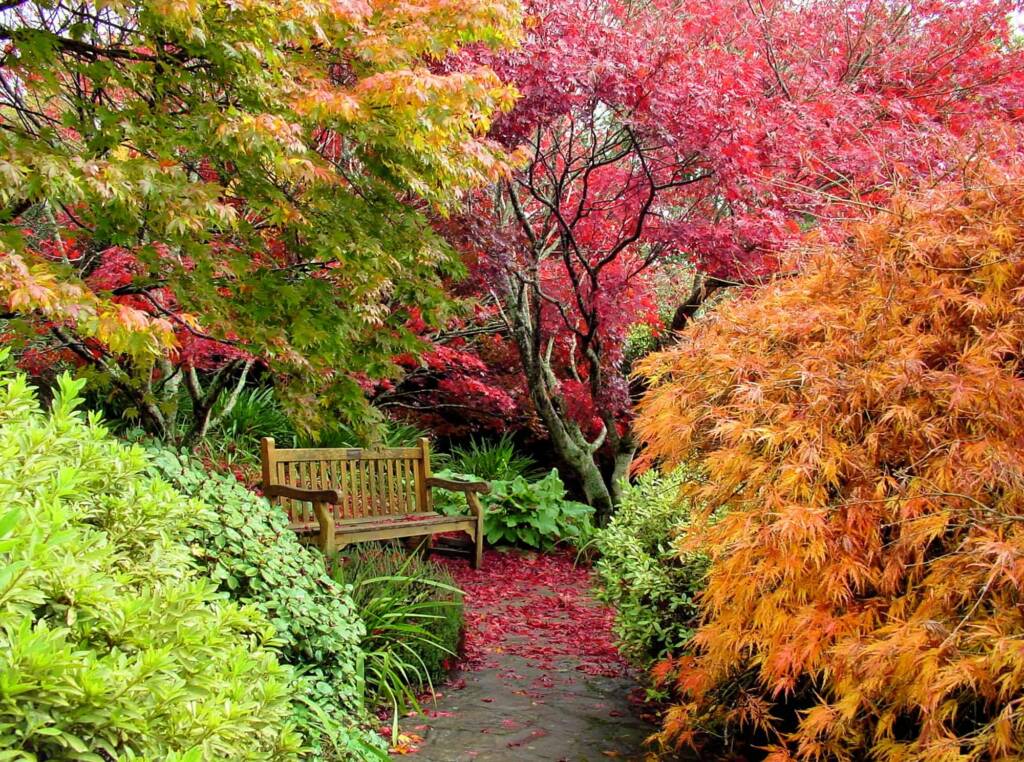 Autumn colours in the Blue Mountains Botanic Garden NSW