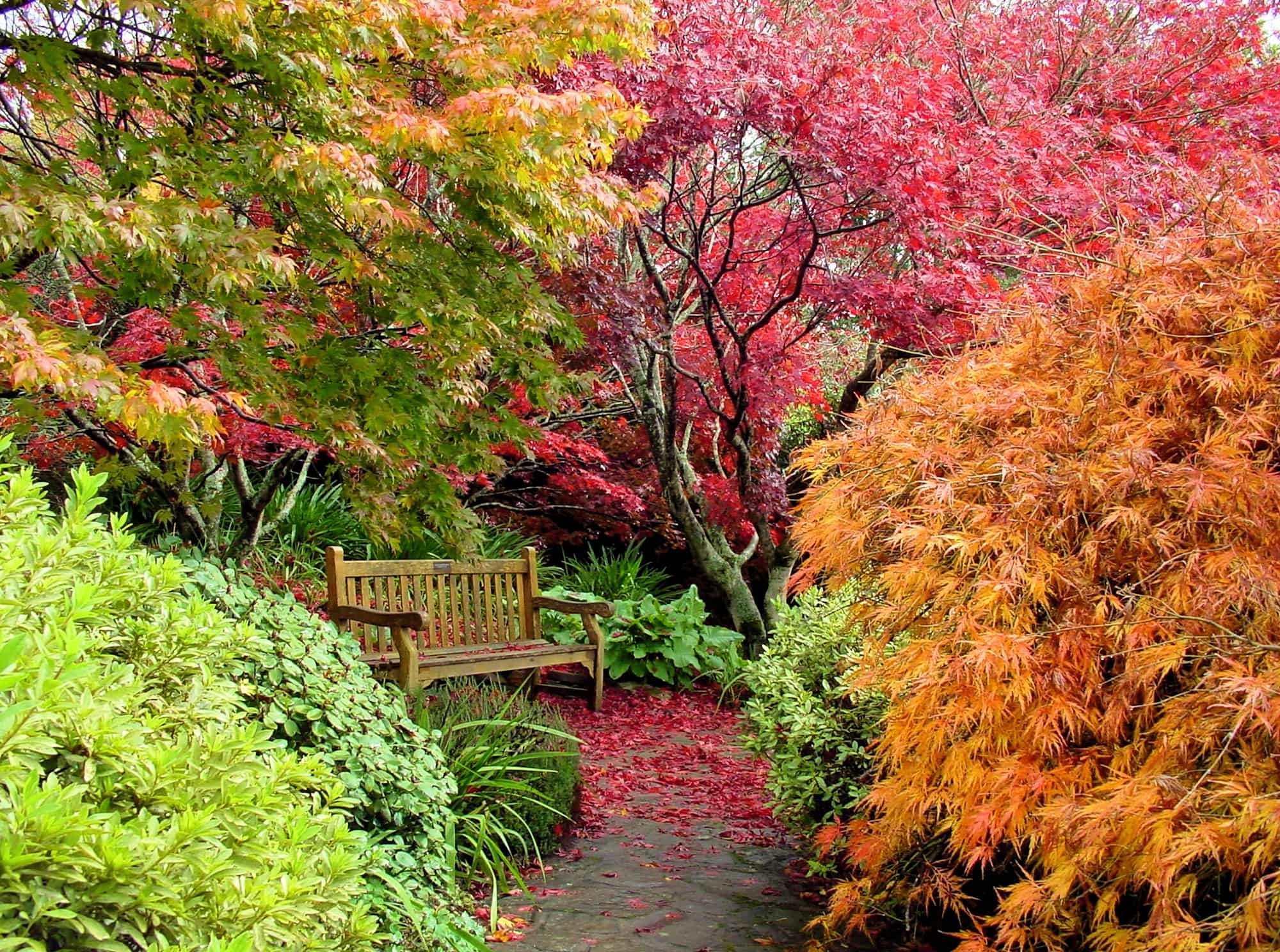 Autumn colours in the Blue Mountains Botanic Garden NSW