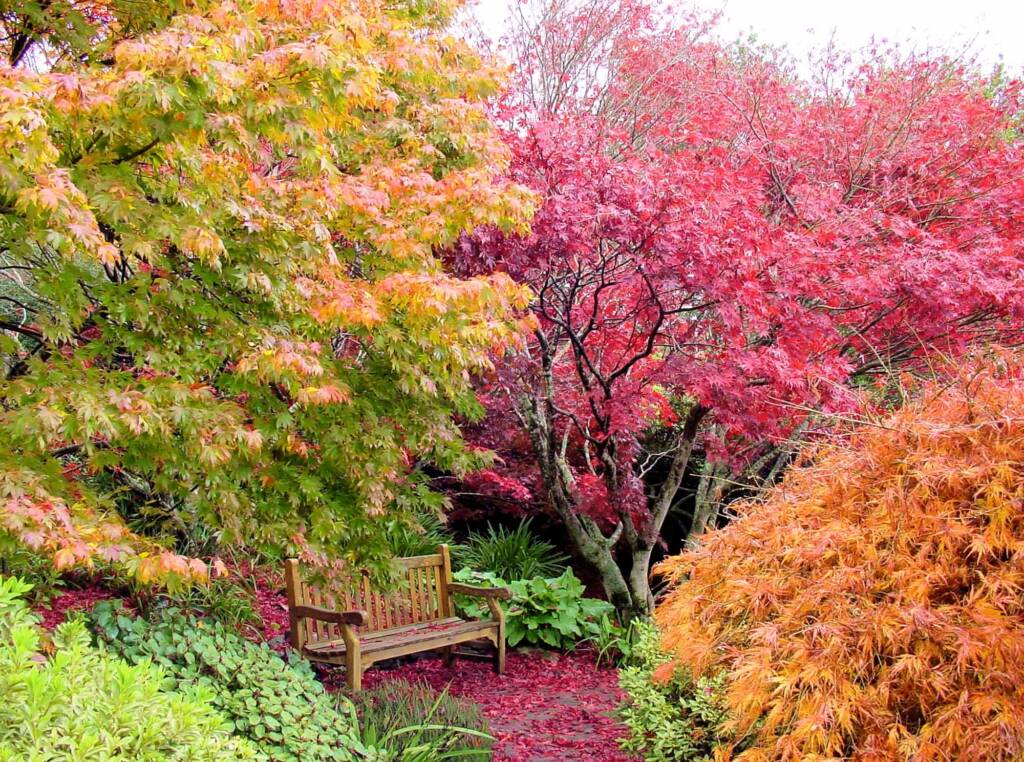 Autumn colours in the Blue Mountains Botanic Garden NSW