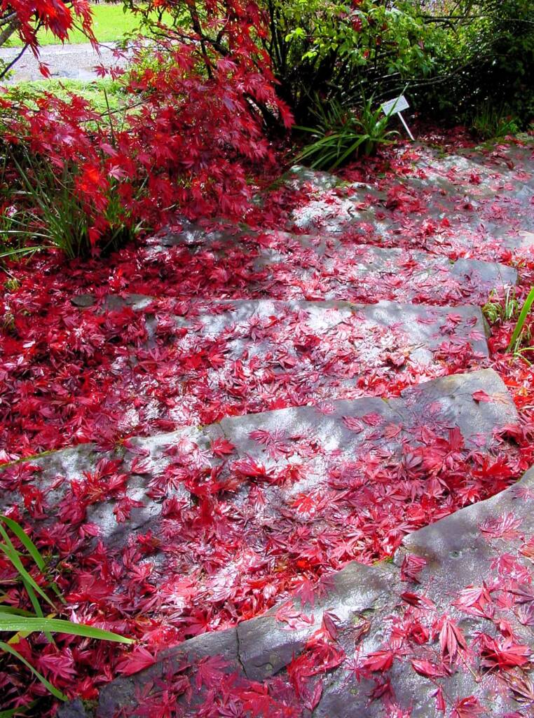 Autumn colours in the Blue Mountains Botanic Garden NSW