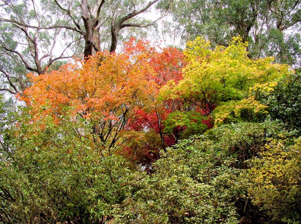 Autumn colours in the Blue Mountains Botanic Garden NSW