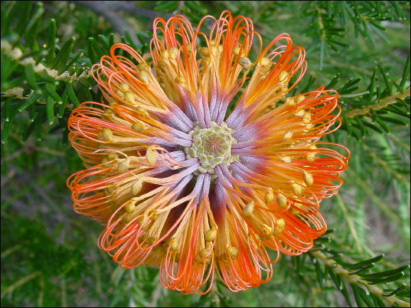 Banksia ericifolia, Cape Solander, Botany Bay National Park NSW