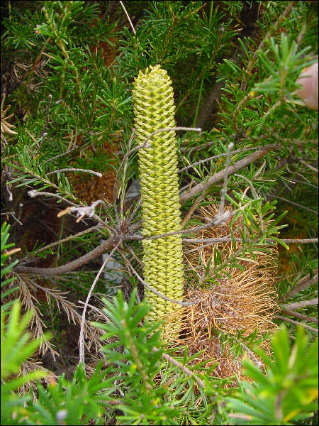 Banksia ericifolia, Cape Solander, Botany Bay National Park NSW