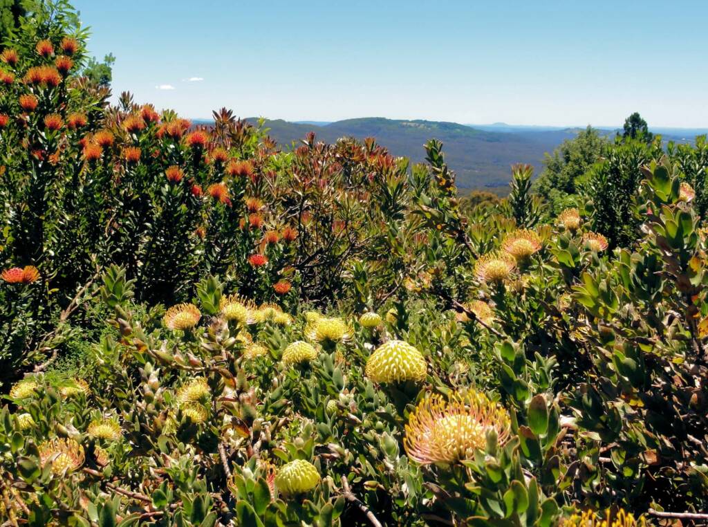 Blue Mountains Botanic Garden, NSW