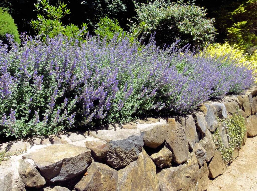Blue Mountains Botanic Garden, NSW