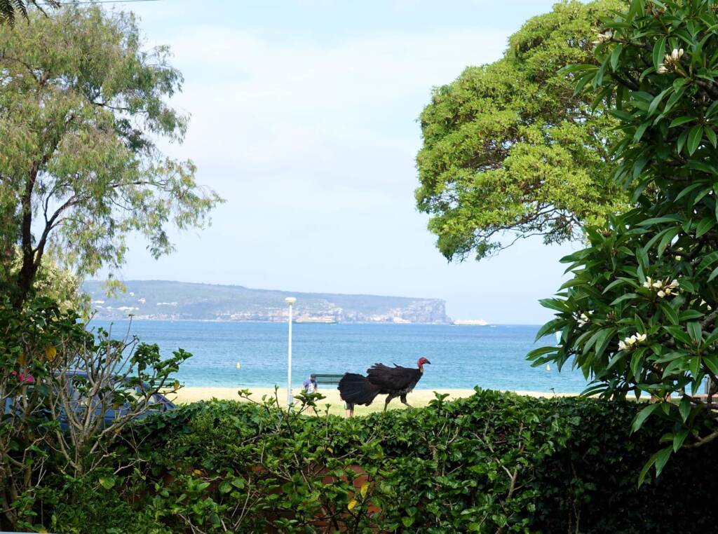 Bush Turkey (Alectura lathami), Balmoral Beach NSW
