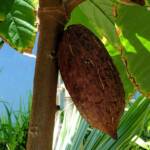 Cocao Tree (Theobroma cacao), The Calyx, Royal Botanic Garden Sydney NSW