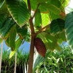 Cocao Tree (Theobroma cacao), The Calyx, Royal Botanic Garden Sydney NSW