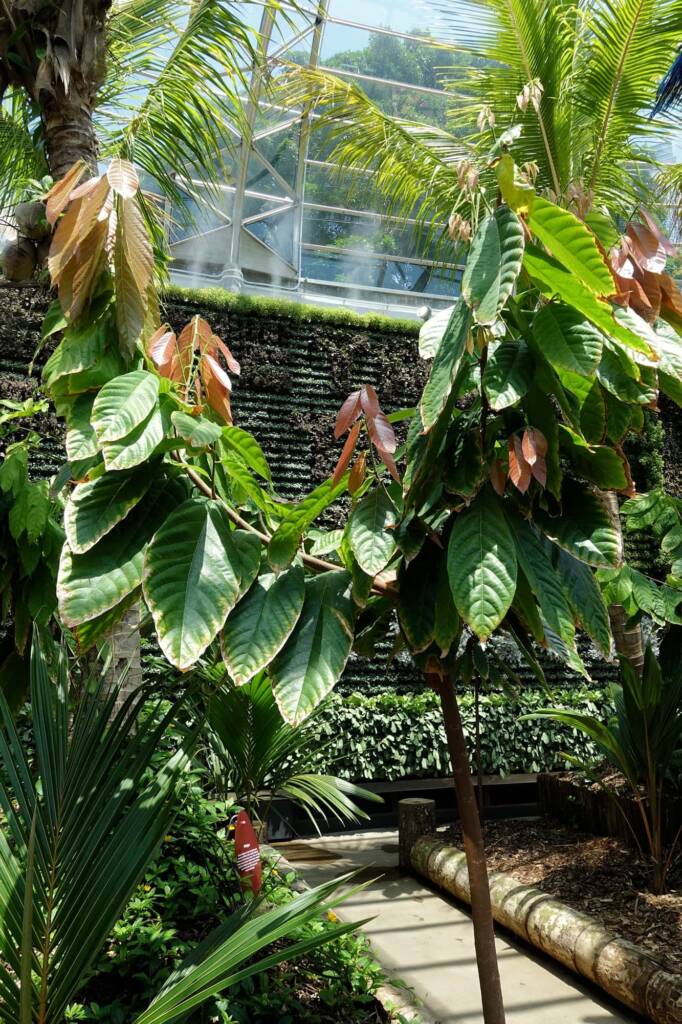 Cocao Tree (Theobroma cacao), The Calyx, Royal Botanic Garden Sydney NSW