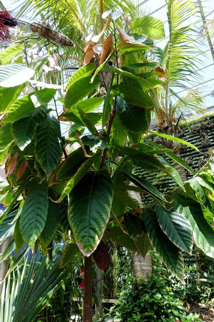 Cocao Tree (Theobroma cacao), The Calyx, Royal Botanic Garden Sydney NSW