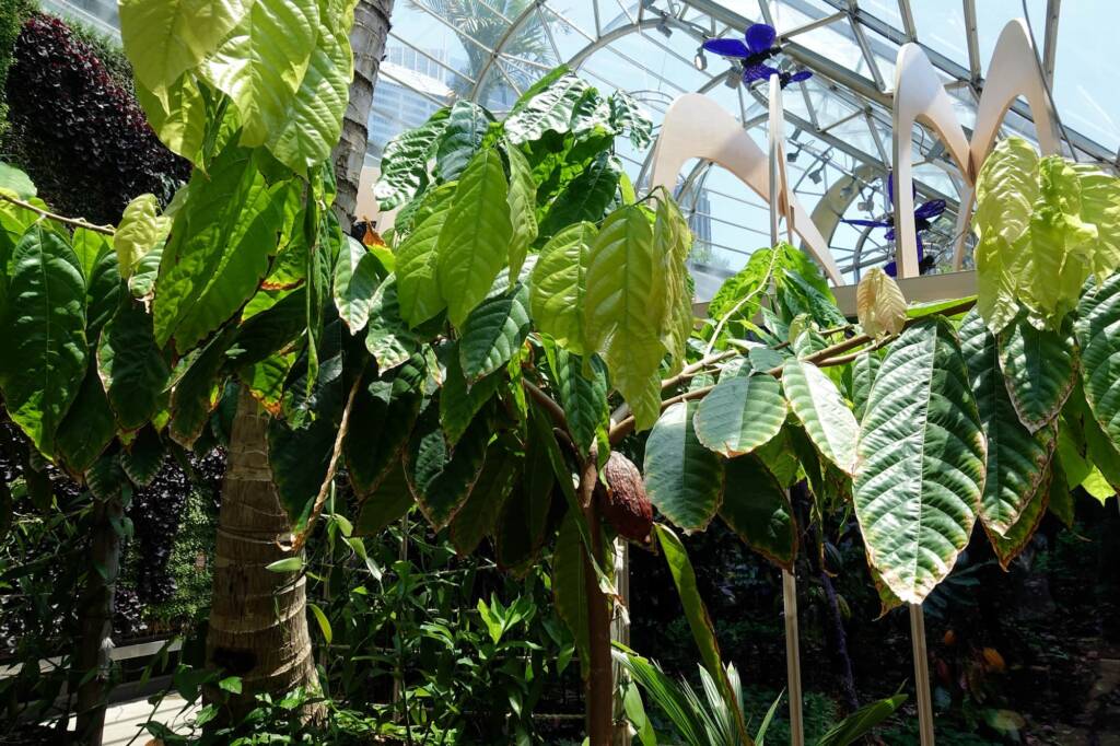Cocao Tree (Theobroma cacao), The Calyx, Royal Botanic Garden Sydney NSW