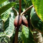 Cocao Tree (Theobroma cacao), The Calyx, Royal Botanic Garden Sydney NSW