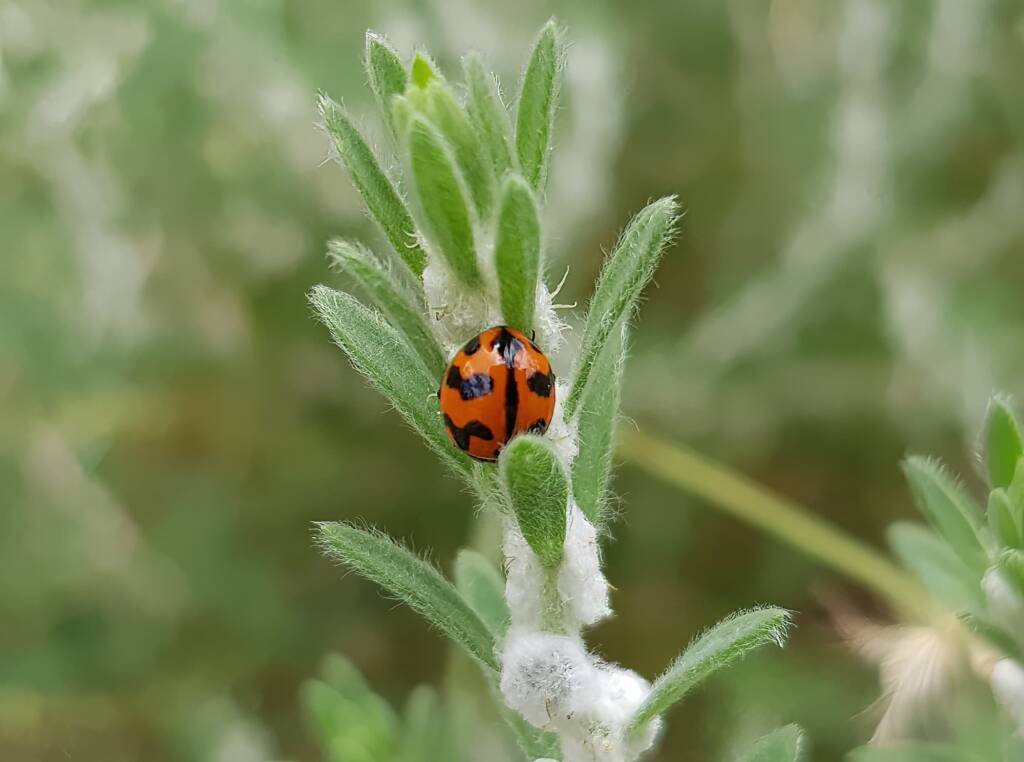 Transverse Ladybird (Coccinella transversalis), Alice Springs NT