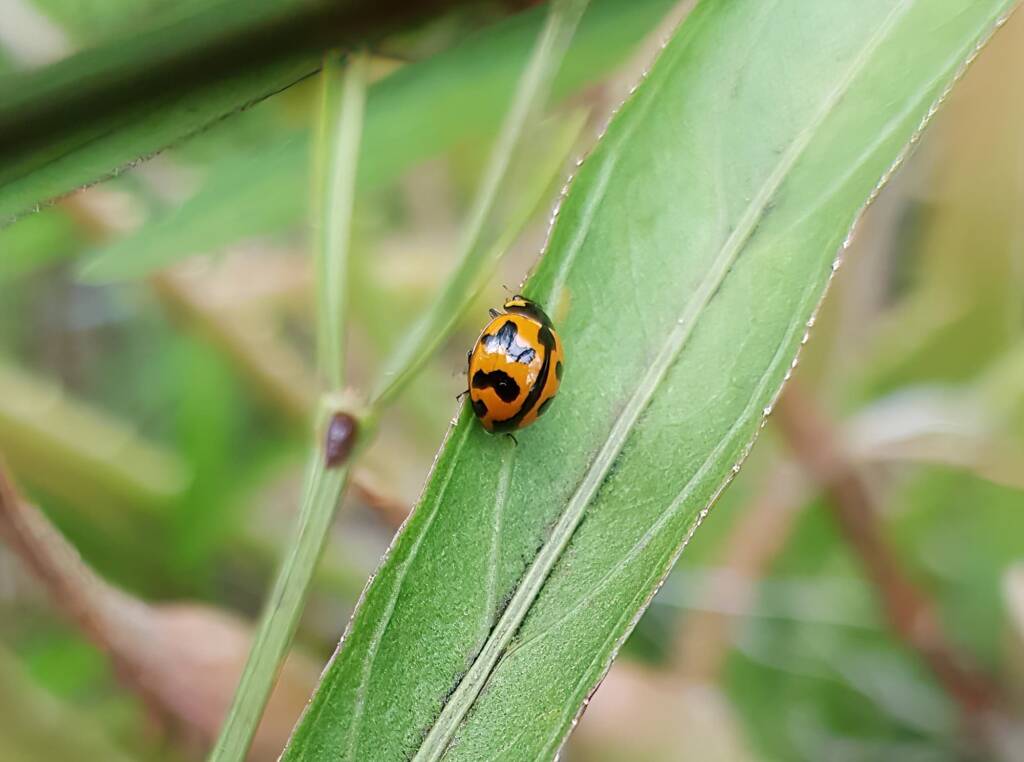 Transverse Ladybird (Coccinella transversalis), Alice Springs NT