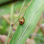 Transverse Ladybird (Coccinella transversalis), Alice Springs NT