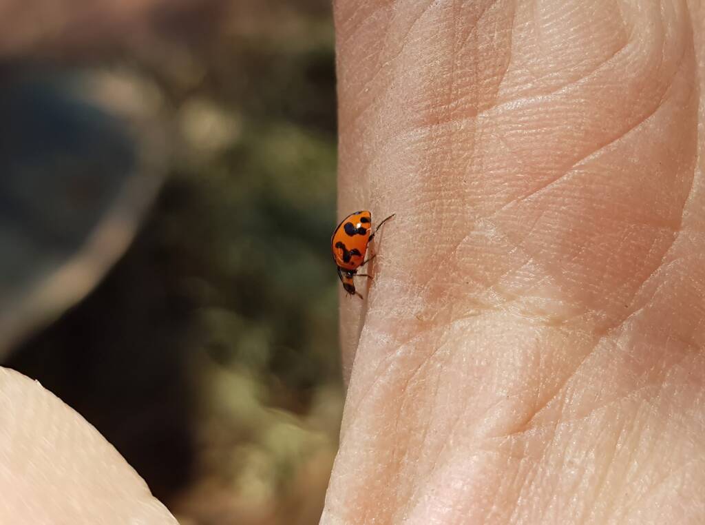Transverse Ladybird (Coccinella transversalis), Alice Springs NT