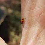 Transverse Ladybird (Coccinella transversalis), Alice Springs NT