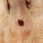 Transverse Ladybird (Coccinella transversalis), Alice Springs NT