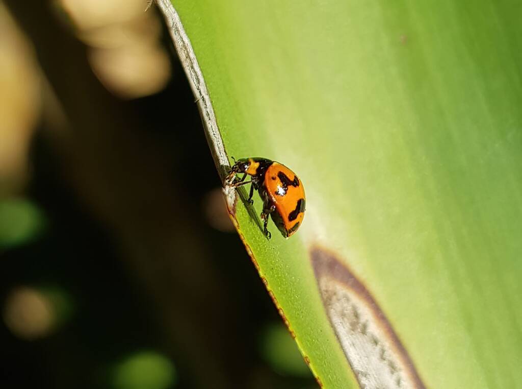 Transverse Ladybird (Coccinella transversalis), Alice Springs NT