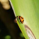 Transverse Ladybird (Coccinella transversalis), Alice Springs NT