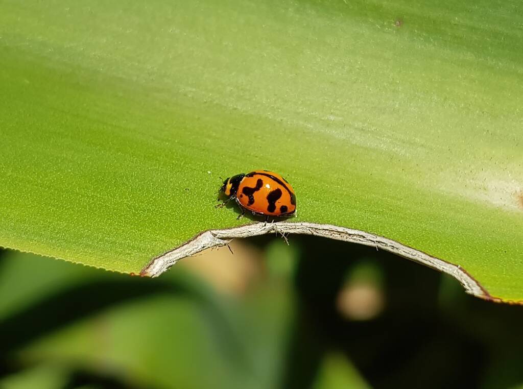 Transverse Ladybird (Coccinella transversalis), Alice Springs NT
