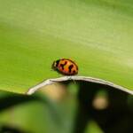 Transverse Ladybird (Coccinella transversalis), Alice Springs NT