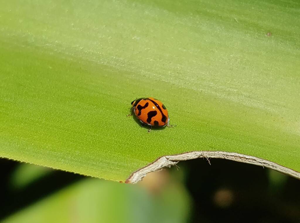 Transverse Ladybird (Coccinella transversalis), Alice Springs NT