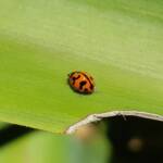 Transverse Ladybird (Coccinella transversalis), Alice Springs NT