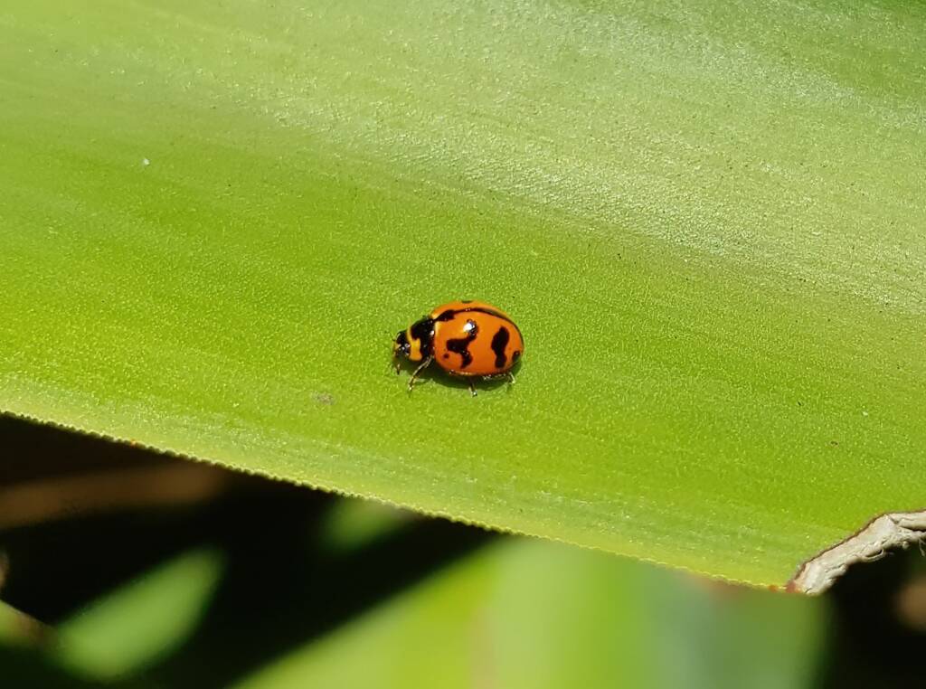 Transverse Ladybird (Coccinella transversalis), Alice Springs NT