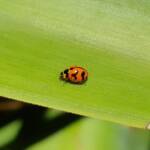 Transverse Ladybird (Coccinella transversalis), Alice Springs NT