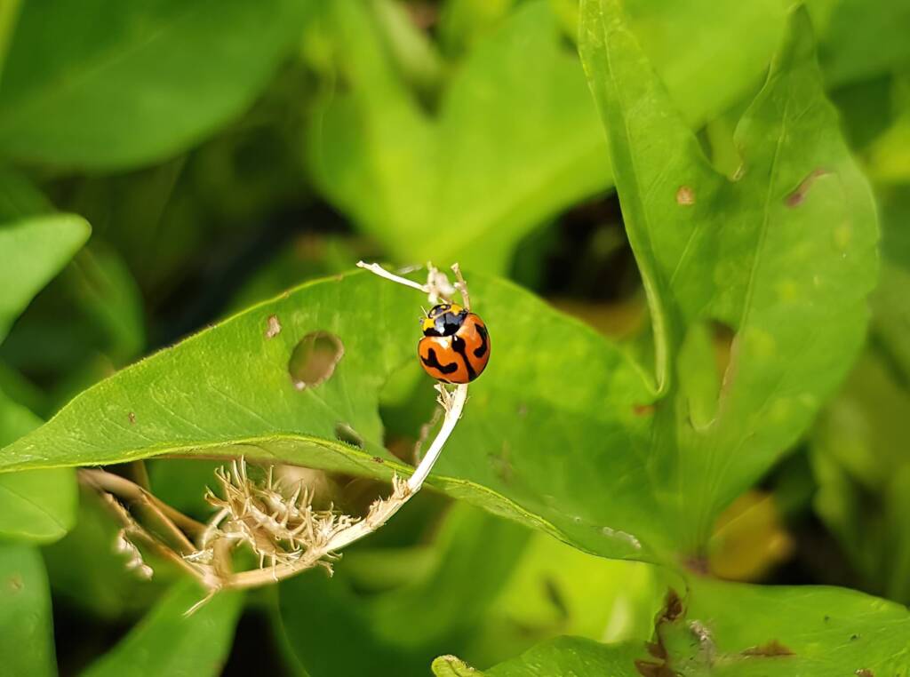 Transverse Ladybird (Coccinella transversalis), Alice Springs NT