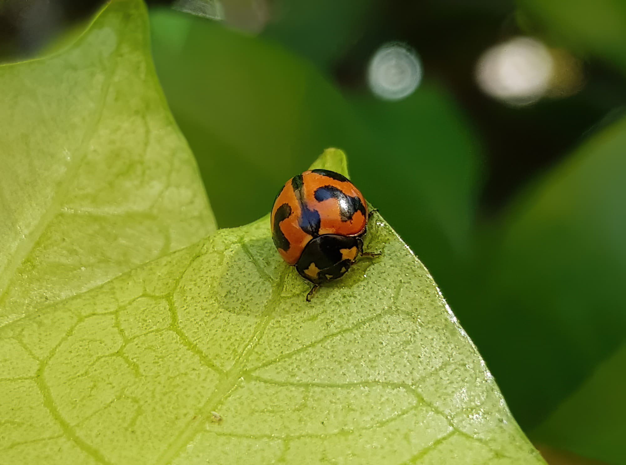 Transverse Ladybird (Coccinella transversalis), Alice Springs NT