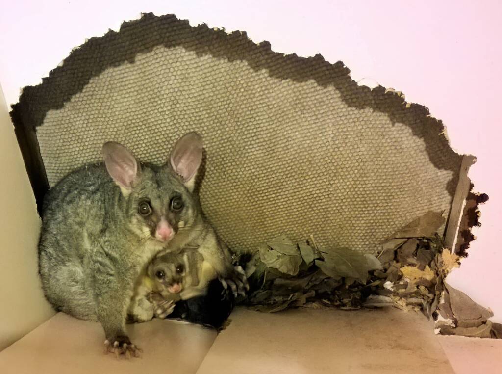 Common Brushtail Possum (Trichosurus vulpecula), Northern Beaches NSW