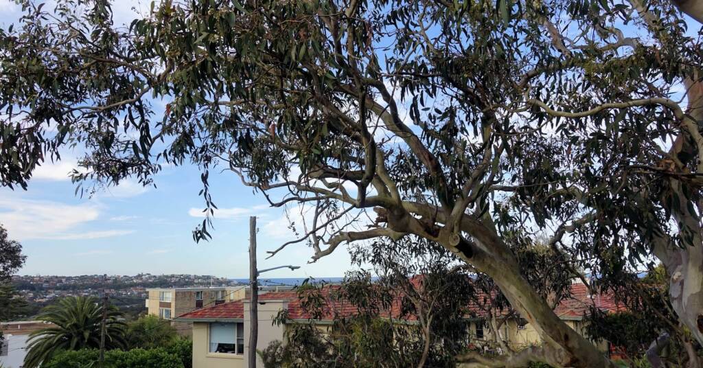 Dee Why AirBnb stay NSW