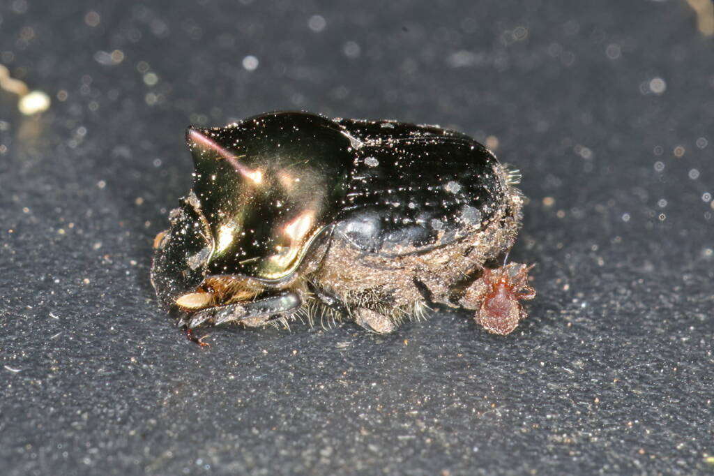 Dung Beetle (Onthophagus dandalu), Ballandean QLD © Marc Newman