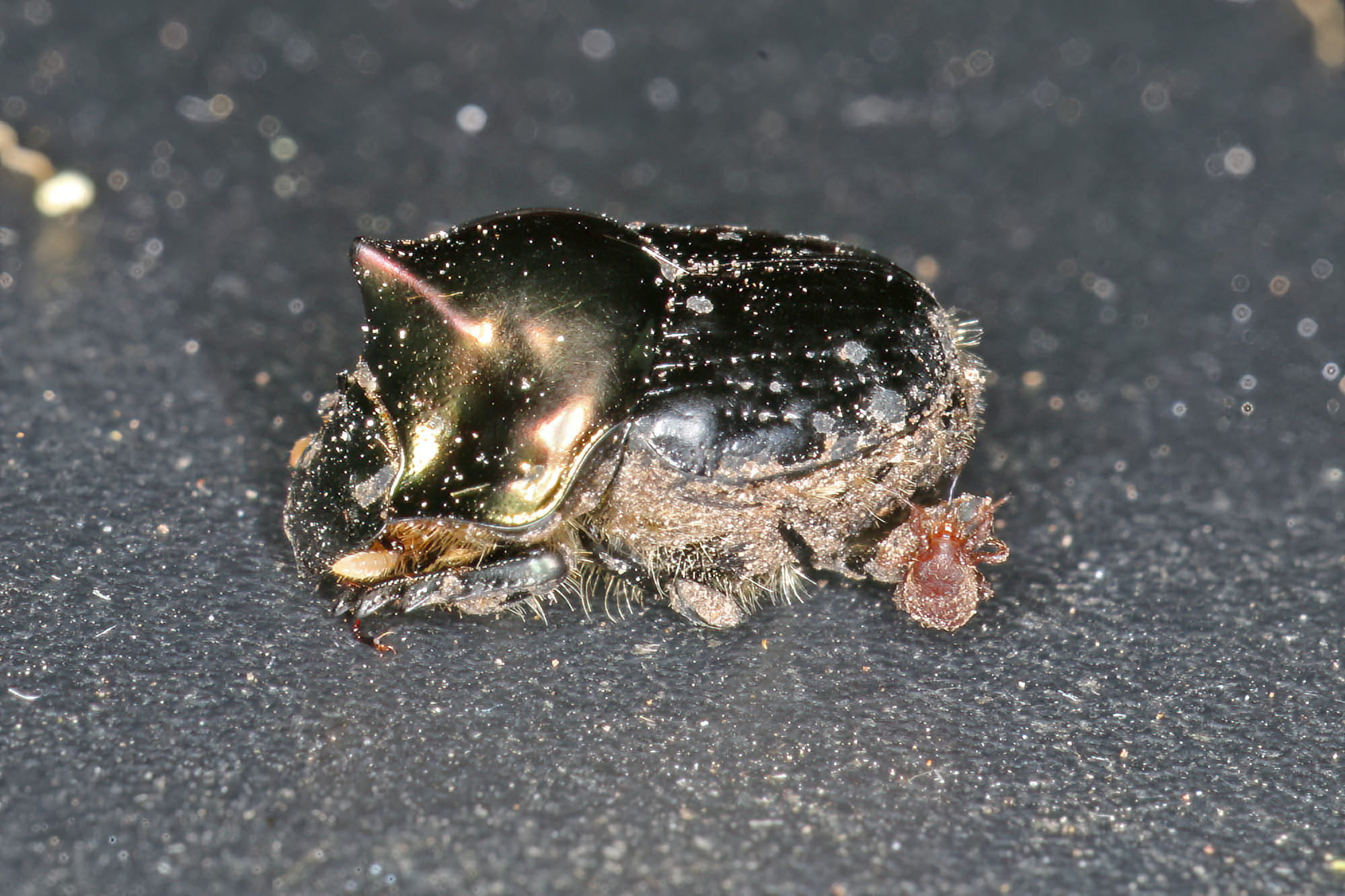 Dung Beetle (Onthophagus dandalu), Ballandean QLD © Marc Newman