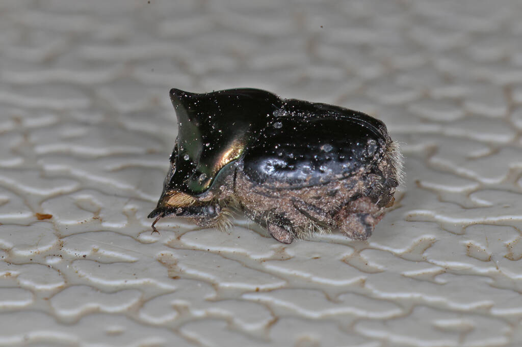 Dung Beetle (Onthophagus dandalu), Ballandean QLD © Marc Newman