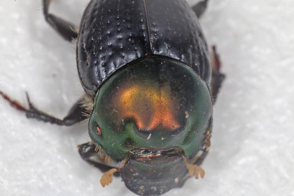 Dung Beetle (Onthophagus dandalu), Ballandean QLD © Marc Newman