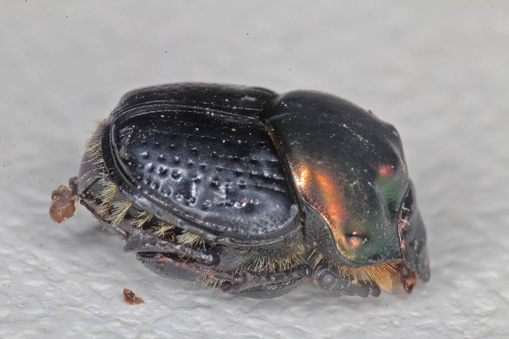Dung Beetle (Onthophagus dandalu), Ballandean QLD © Marc Newman