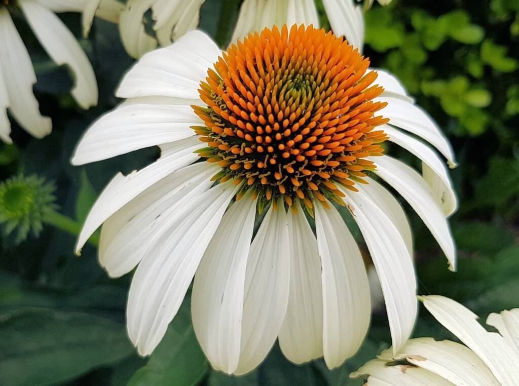 Echinacea White Swan (Echinacea purpurea), Royal Botanic Garden Sydney NSW