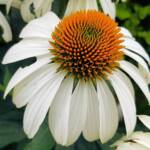 Echinacea White Swan (Echinacea purpurea), Royal Botanic Garden Sydney NSW