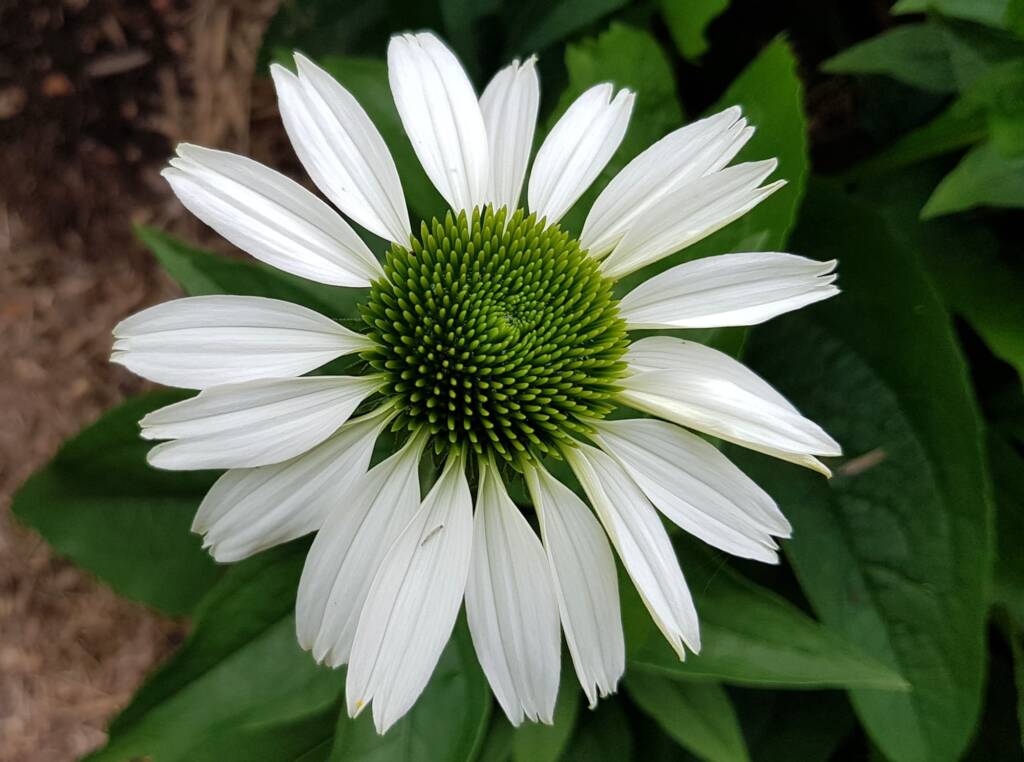 Echinacea White Swan (Echinacea purpurea), Royal Botanic Garden Sydney NSW