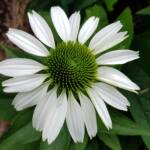 Echinacea White Swan (Echinacea purpurea), Royal Botanic Garden Sydney NSW
