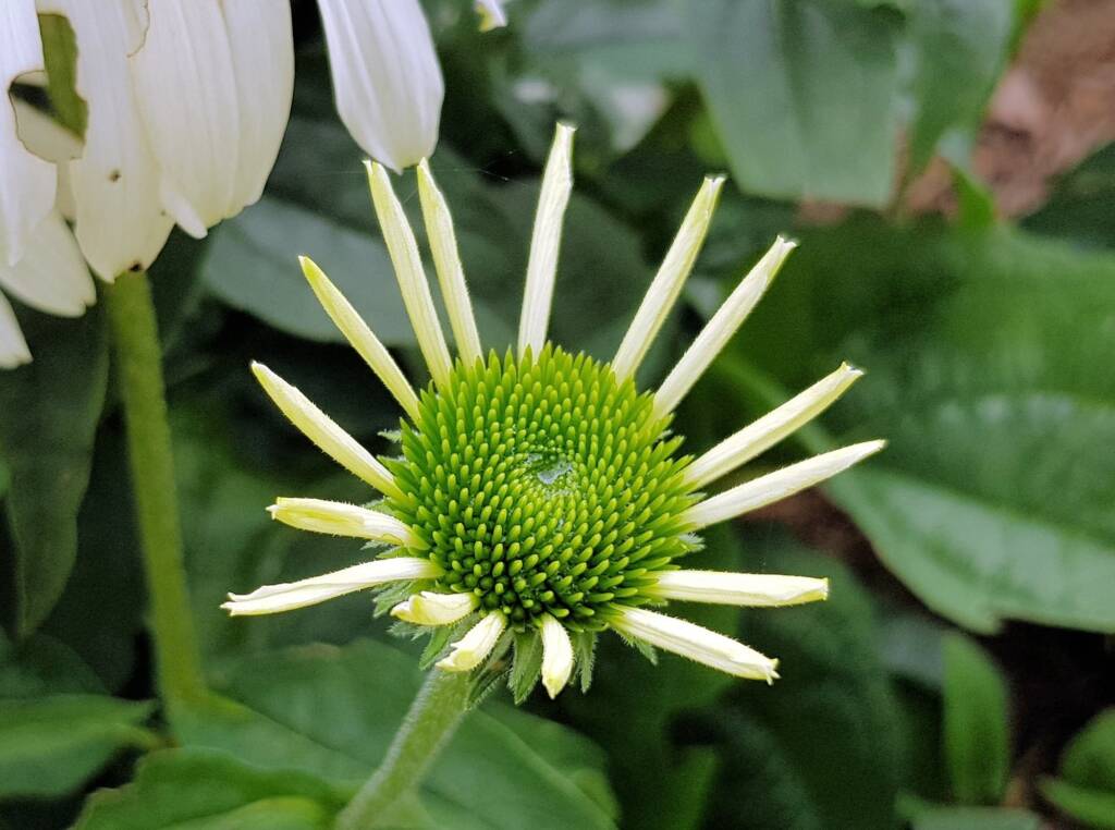 Echinacea White Swan (Echinacea purpurea), Royal Botanic Garden Sydney NSW