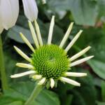 Echinacea White Swan (Echinacea purpurea), Royal Botanic Garden Sydney NSW