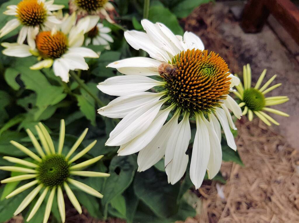 Echinacea White Swan (Echinacea purpurea) and Apis mellifera, Royal Botanic Garden Sydney NSW