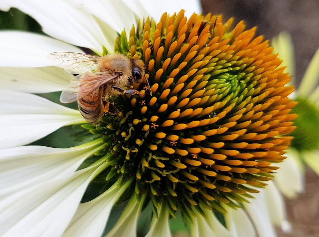 Echinacea White Swan (Echinacea purpurea) and Apis mellifera, Royal Botanic Garden Sydney NSW