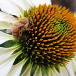 Echinacea White Swan (Echinacea purpurea) and Apis mellifera, Royal Botanic Garden Sydney NSW