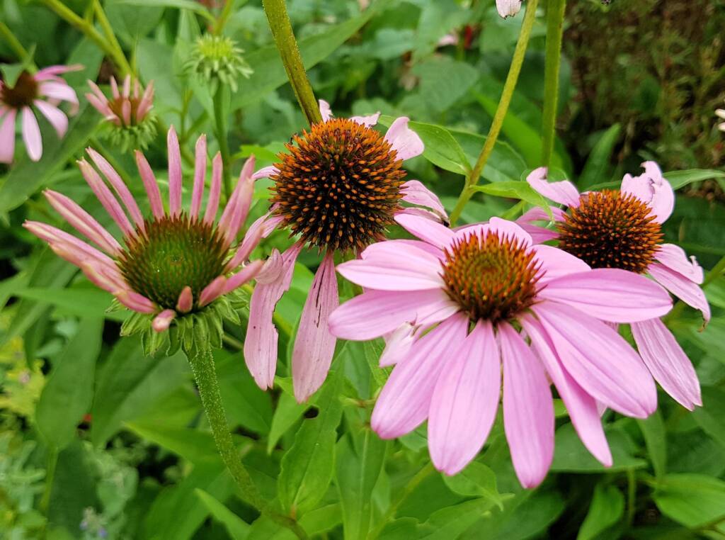 Purple Coneflower (Echinacea purpurea), Royal Botanic Garden Sydney NSW